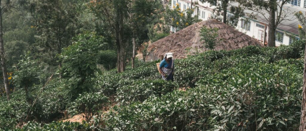 Piantagione di te in Sri Lanka